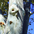 Sycamore Trees in Forest Park by John Lautermilch Sycamore Trees in Forest Park by John Lautermilch