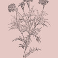 Tagetes Patula Blush Pink Flower by Naxart Studio Tagetes Patula Blush Pink Flower by Naxart Studio