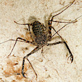 Tailless Whip Scorpion Photograph by Ivan Kuzmin Tailless Whip Scorpion Photograph by Ivan Kuzmin