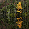Tamarack Defiance Photograph by Doug Gibbons