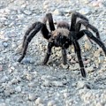 Tarantula by Misty Morehead