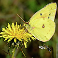 The Bee and the Butterfly Photograph by Amy Porter The Bee and the Butterfly Photograph by Amy Porter