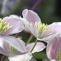 The Clematis Flower 283 by Mrsroadrunner Photography The Clematis Flower 283 by Mrsroadrunner Photography