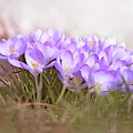 The Earth Blooms 2 Photograph by Jaroslav Buna The Earth Blooms 2 Photograph by Jaroslav Buna