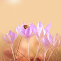 The Earth Blooms Photograph by Jaroslav Buna The Earth Blooms Photograph by Jaroslav Buna
