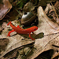 The Efts Progress Photograph by Jerry LoFaro The Efts Progress Photograph by Jerry LoFaro