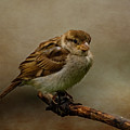The Fledgeling Photograph by Cathy Kovarik The Fledgeling Photograph by Cathy Kovarik