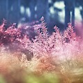 The Forest Photograph by Jaroslav Buna The Forest Photograph by Jaroslav Buna