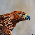 The Golden Eagle Painting by Dana Newman The Golden Eagle Painting by Dana Newman