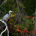 The Great Blue Heron by Lana Trussell The Great Blue Heron by Lana Trussell