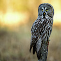 The Great Gray Owl in the morning Photograph by Torbjorn Swenelius The Great Gray Owl in the morning Photograph by Torbjorn Swenelius