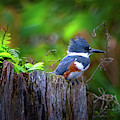The Kingfisher Photograph by Mark Andrew Thomas The Kingfisher Photograph by Mark Andrew Thomas