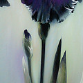 The Night. Black Iris Painting by Alina Oseeva The Night. Black Iris Painting by Alina Oseeva