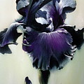 The Night. Black Iris Fragment Painting by Alina Oseeva The Night. Black Iris Fragment Painting by Alina Oseeva