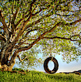 The Old Tire Swing Photograph by Endre Balogh The Old Tire Swing Photograph by Endre Balogh