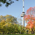 The Park, The Euromast and the Sweet Gum Tree Photograph by Frans Blok The Park, The Euromast and the Sweet Gum Tree Photograph by Frans Blok