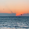 Captiva Island The Sunset Seabird Feast 1 Photograph by Shelly Tschupp Captiva Island The Sunset Seabird Feast 1 Photograph by Shelly Tschupp