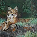 The Wild Cat  by Bob Williams