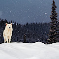 The Wolf Photograph by Evgeni Dinev The Wolf Photograph by Evgeni Dinev