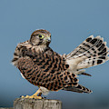 The young Kestrel's tail in the air Photograph by Torbjorn Swenelius The young Kestrel's tail in the air Photograph by Torbjorn Swenelius