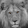Those Eyes Photograph by Randy Robbins Those Eyes Photograph by Randy Robbins