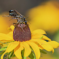 Thread Waisted Wasp 2019-1 by Thomas Young Thread Waisted Wasp 2019-1 by Thomas Young