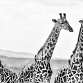 Three Giraffes by Adam Romanowicz Three Giraffes by Adam Romanowicz