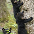 Three Little Bears by Everet Regal Three Little Bears by Everet Regal