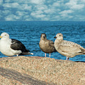 Three On The Rocks Photograph by Cathy Kovarik Three On The Rocks Photograph by Cathy Kovarik