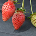 Three Strawberries by Norman Burnham Three Strawberries by Norman Burnham