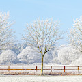 Three winter trees and frozen fence Photograph by Simon Bratt Three winter trees and frozen fence Photograph by Simon Bratt