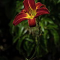 Tiger Day Lily Photograph by Alex Morales Tiger Day Lily Photograph by Alex Morales