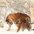Tiger family Photograph by Top Wallpapers Tiger family Photograph by Top Wallpapers