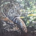 Shady Tiger Painting by John Neeve Shady Tiger Painting by John Neeve