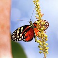 Tiger Longwing Butterfly Photograph by Jaroslav Buna Tiger Longwing Butterfly Photograph by Jaroslav Buna