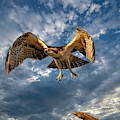 Time To Fly TWO Photograph by DB Hayes Time To Fly TWO Photograph by DB Hayes