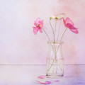 Tiny Poppies Photograph by Theresa Tahara Tiny Poppies Photograph by Theresa Tahara