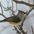 Titmouse Winter Morning Cutie by Betsy Knapp Titmouse Winter Morning Cutie by Betsy Knapp