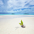 To Be a Coconut Photograph by Becqi Sherman To Be a Coconut Photograph by Becqi Sherman