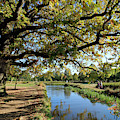 Tranquility beside the stream by Julia Gavin