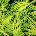 Transitions with Yellow, Green and Blue Painting by Dean Triolo Transitions with Yellow, Green and Blue Painting by Dean Triolo