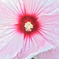 Transluscent Hibiscus Photograph by Anjel B Hartwell Transluscent Hibiscus Photograph by Anjel B Hartwell
