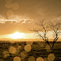 Tree Sunset Photograph by Wesley Aston Tree Sunset Photograph by Wesley Aston