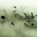 Trees peeking through the fog at sunrise Photograph by Leslie Struxness Trees peeking through the fog at sunrise Photograph by Leslie Struxness