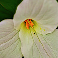 Trillium Closeup Photograph by Meta Gatschenberger Trillium Closeup Photograph by Meta Gatschenberger