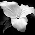 Trillium Flower Black and White Photograph by Christina Rollo Trillium Flower Black and White Photograph by Christina Rollo