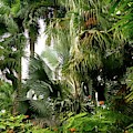 Tropical jungle Palm trees by Krisztina Toth