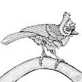 Tufted Titmouse Drawing by Amy E Fraser Tufted Titmouse Drawing by Amy E Fraser