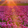 Tulip Sunset Photograph by Briand Sanderson Tulip Sunset Photograph by Briand Sanderson