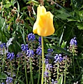 Tulip Photograph by Thomas Schroeder Tulip Photograph by Thomas Schroeder